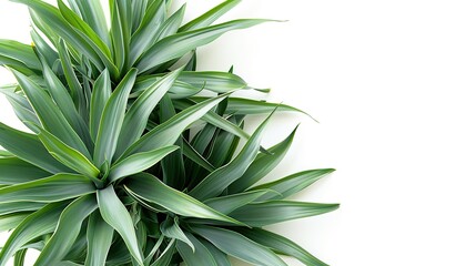 Wall Mural - Green Plant Leaves Against White Background