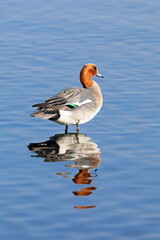 Wall Mural - The male of Eurasian Wigeon on the shore of a lake in the Arctic