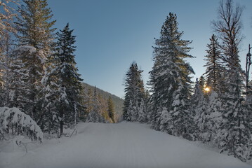 Poster - Russia. The South of Western Siberia, the Altai Mountains. View of snow-covered taiga trees illuminated by the setting sun near the village of Kebezen on the way to Teletskoye Lake.