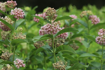 Wall Mural - Asclepias syriaca. Green flower buds of a common milkweed.