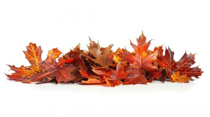 Canvas Print - Autumn Maple Leaves Arranged in a Pile on White Background