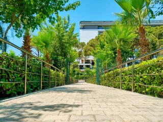 Path with palm trees and hedges in the resort.