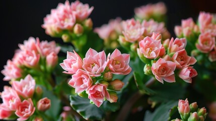 Wall Mural - Pink Kalanchoe blossfeldiana in full bloom as a decorative indoor plant