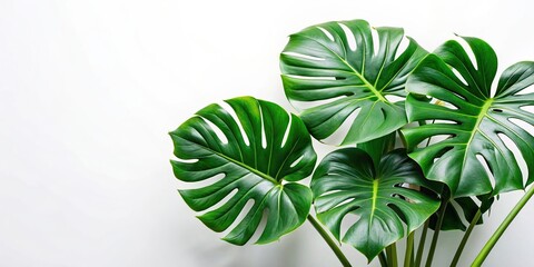 Wall Mural - Monstera plant with large green leaves isolated on white background, Monstera, jungle, plant, green, leaves