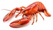 © Anak - Freshly Cooked Lobster Isolated on White Background