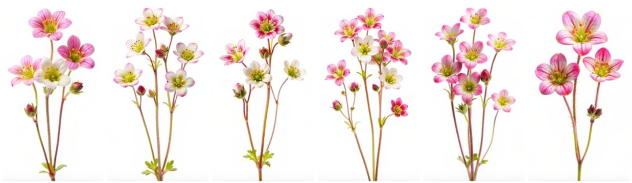 Saxifrage flower set isolated on a white background