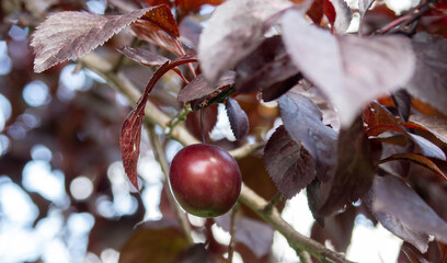 Wall Mural - Prunus cerasifera is a species of plum known by the common names cherry plum and myrobalan plum