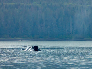 Wall Mural - Humpback whale fluke near the shores of of Icy Strait Point, Hoonah, Alaska, USA.