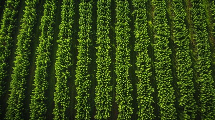 Wall Mural - Beautiful abstract pattern of green crops field in farm land.