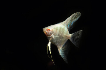 Canvas Print - Albino Peruvian Altum Angelfish (Pterophyllum scalare)