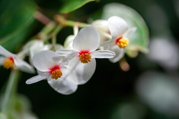 Wall Mural - Brazilian heart begonia, Begonia solananthera