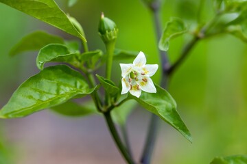 Sticker - Flower of a Capsicum baccatum plant.