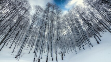 Wall Mural - tall trees in winter