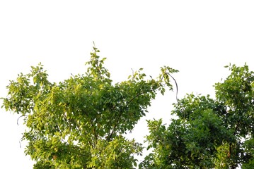 Wall Mural - A Tropical tree with leaves branches on white isolated background for green foliage backdrop 