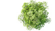 © Michael - European Ash tree with flowers Top View on transparent background
