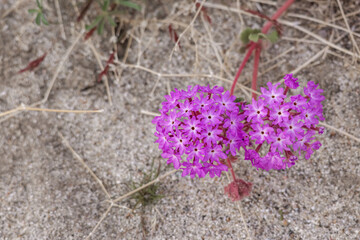 Canvas Print - Desert sand-verbena blooms in Anza Borrego Desert State Park, California.