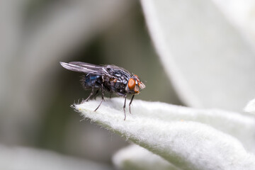 Wall Mural - Close up shot of house fly on a leaf