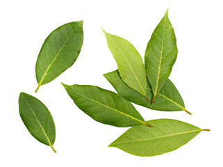 Wall Mural - Fresh green bay leaves isolated on white, top view	