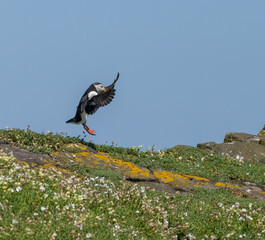 Wall Mural - Atlantic puffins in flight on the isle of may during breeding season 