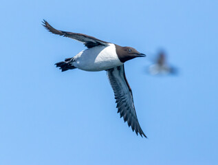 Wall Mural - Guillemot seabird in flight with blue background 