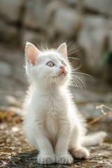 Wall Mural - A small white kitten perched on a rock, looking around