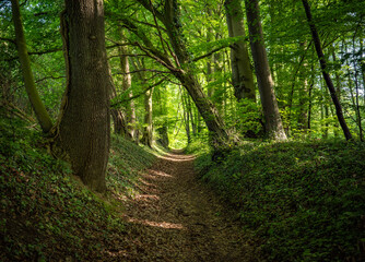 Wall Mural - green forest in the sunshine