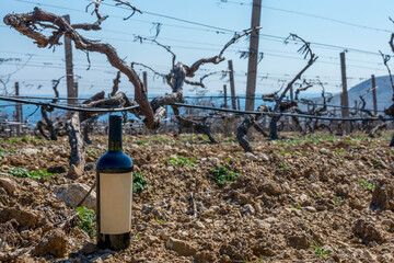 Wall Mural - Bottle of wine in nature