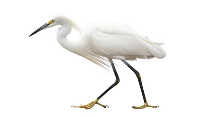 graceful snowy egret on transparent background