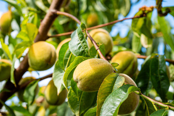 fresh and juicy peach ripening on a peach tree branch