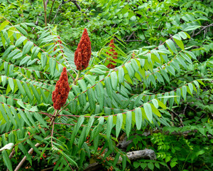 clusters of bright rusty red berries rise above the long compound leaves on the female plant of smoo