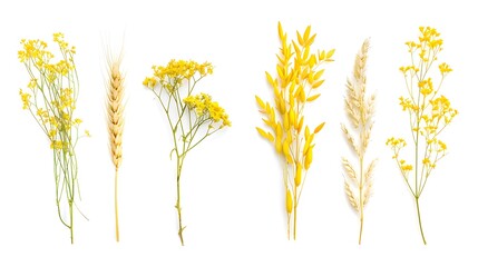 Wall Mural - Ripe cereals plants oats,wheat and canola isolated on a white background. Collection of agricultural crops.
