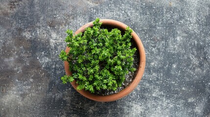 Wall Mural - Top view of compact potted tree with granular fertilizer