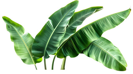 Wall Mural - Tropical green banana tree leaf, isolated on transparent background.