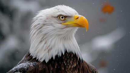 Sticker - bald eagle in flight HD 8K wallpaper Stock Photographic Image 