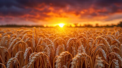 Wall Mural - Beautiful summer sunrise over wheat fields  