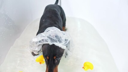 Wall Mural - Dachshund dog in a shower cap bathes in a bathtub with rubber yellow duck toys, the owner carefully entertains the pet, teaches hygiene Spa salon grooming a spoiled puppy Parenthood, care, tenderness