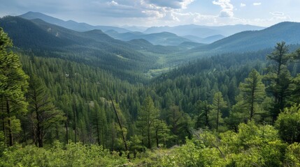 Wall Mural - Coniferous Forest View