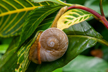 Tree snail emerging from shell in El Yunque National Rainforest in Puerto Rico - caracolus caracolla