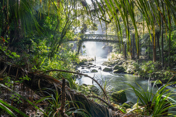 Wall Mural - Misty dark dense bush lining Hatea River