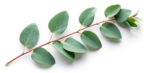 Wall Mural - Two eucalyptus twigs isolated on white background, eucalyptus, twigs, leaves, green, plant, isolated, white background, nature