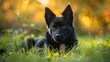 © The 2R Artificiality - Schipperke young female resting in the grass with a lovely expression showcasing patience as a model