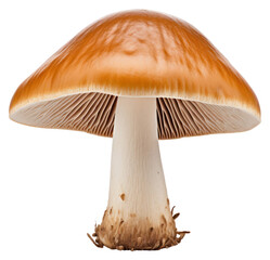 Poster - PNG Mushroom fungus agaric plant transparent background