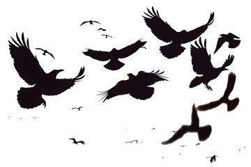 Canvas Print - flock of flying crows , png file of isolated cutout object on transparent background.::