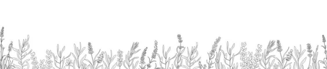 Wall Mural - Wild blooming lavender flowers and herbs border. Horizontal banner, floral overlay backdrop. Botanical monochrome ink sketch style hand drawn vector illustration isolated on transparent background.