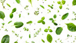 © Michael - Fresh green herbs on transparent background