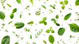 Fresh green herbs on transparent background