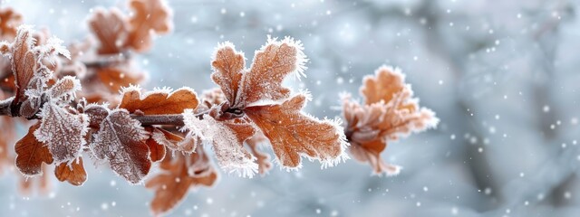 Wall Mural -  A tight shot of a tree branch, adorned with frost on its leaves and branches, lies in the foreground The backdrop fades into a softly blurred expanse of