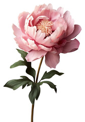 Canvas Print - PNG Peony flower blossom plant rose.