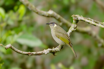 Wall Mural - close up view of a lewin's honeyeater perching on a branch at a rainforest in nth queensland