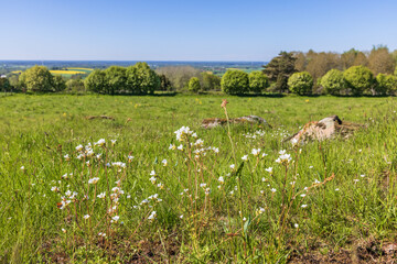 Canvas Print - Meadow saxifrage flowers on a sunny meadow